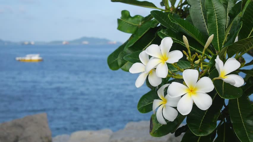 Plumeria Alba дерево