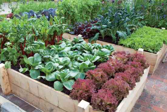 kitchen-garden-gardening-landscaping-solutions