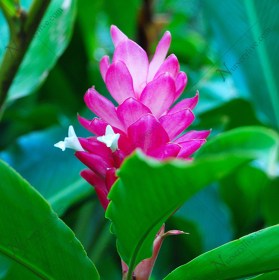 Alpinia Purpurata- Pink Ginger - Medicinal Plant