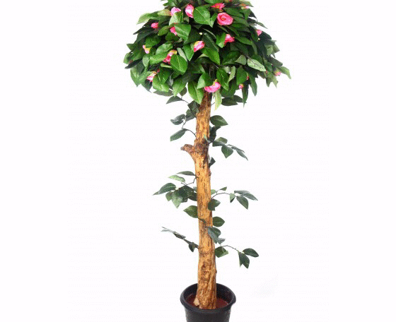 Camelia Plant Topery 'N' Coffe Wood Stick3 Pink