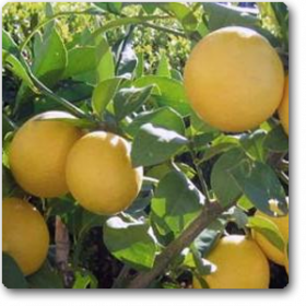 Kagzi Nimboo- Kagzi Lemon�