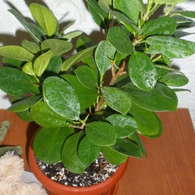Chinese Banyan- Ficus Microcarpa Nitida