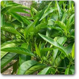 Vasaka- Adusa- Justicia Adhatoda� - Medicinal Plant