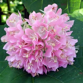 Pink ball tree- Dombeya wallichii- Tassel�