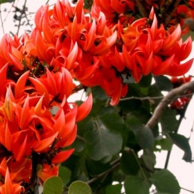 Palash- Butea - Medicinal Plant