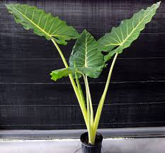 Alocasia macrorrhiza var lutea -