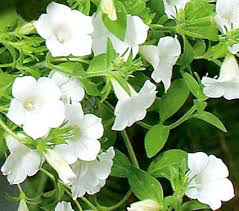 Petunia (White) - Ground Cover