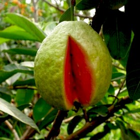 Psidium guajava- Guava (Red)