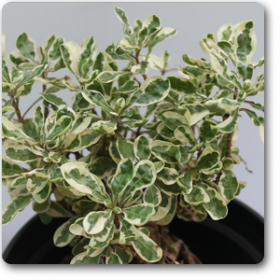 Alternanthera variegated - Ground Cover