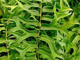 Fish Tail Fern - Ground Cover