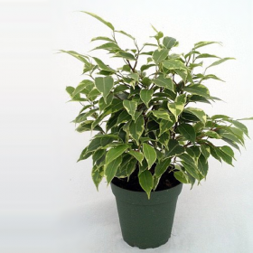 Ficus benjamina variegata- Variegated W - Shrubs