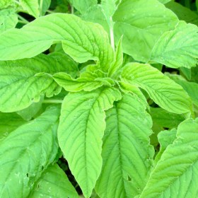 Choulai green edible, Amaranthus green edible