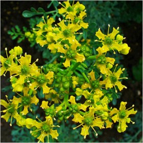 Herb-of-grace- Ruta Graveolens- Satap - Medicinal Plant