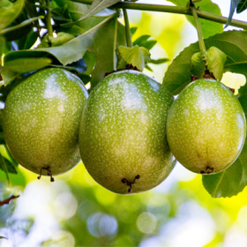 Passion Fruit- Krishna Fal�