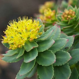 Golden Root- Rhodiola rosea� - Medicinal Plant