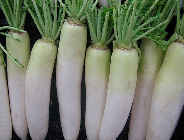 Radish japani white
