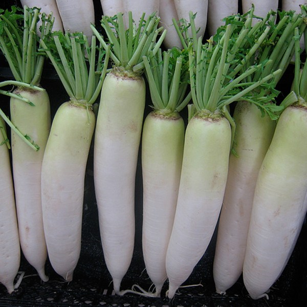 Radish japani white