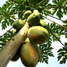 Papaya Plant