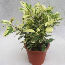 Ficus Safari- Ficus benjamina