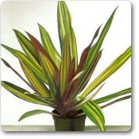 Rhoeo Spathacea Vittata- Tradescantia� - Ground Cover