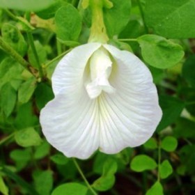 Clitoria Ternatea- Gokarna (White)� - Medicinal Plant