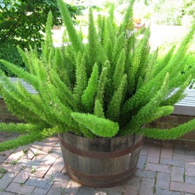 Asparagus Meyeri