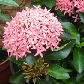 Ixora Mini Dwarf (Any Color)
