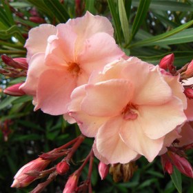 Kaner- Nerium Oleander (Any Color)