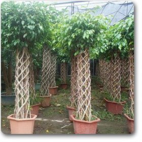 Ficus Cage Shape 150cm