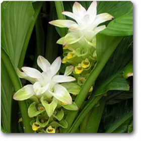 Haldi- Turmeric- Curcuma (Yellow) - Spices
