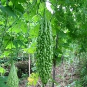 Bitter gourd chaman