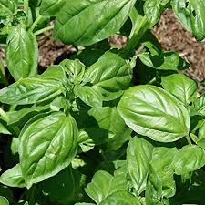 Ociumum Basilicum Sabja - Medicinal Plant