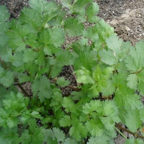 Coriander kalmi
