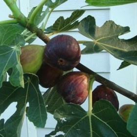 Anjeer- Common fig�Plant