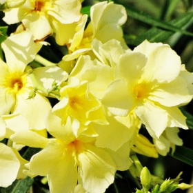 Kaner- Nerium Oleander (Yellow- Double)