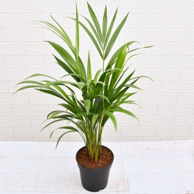 Areca Palm (Small)