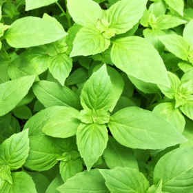 Lemon Basil�