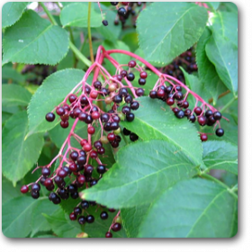 Sambucus Nigra- Elderberry- Black Elder�