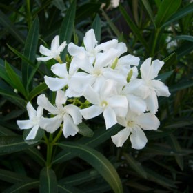 Kaner- Nerium Oleander (White- Single)