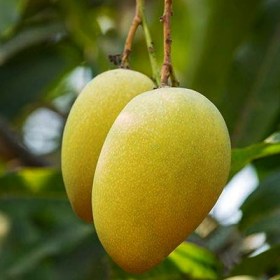 Mango Mallika- Aam Mallika