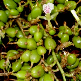 Cardamom- Elaichi- Velchi - Medicinal Plant