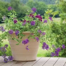 Verbena� - Ground Cover