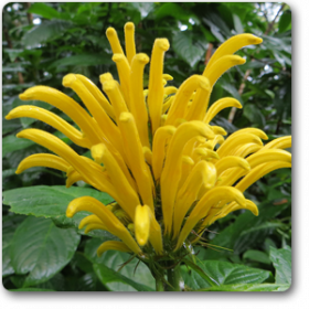 Brazilian plume (Yellow)