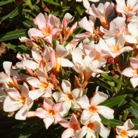 Kaner Dwarf- Nerium Oleander�