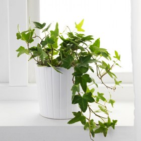 Hedera Helix- English Ivy� - Ground Cover