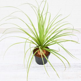 Pony Tail Palm, Beaucarnea Recurvata