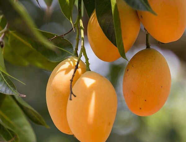 Mango- Aam ( Grown through seeds )