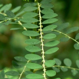 Bhui Amla� - Medicinal Plant
