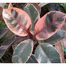 Ficus Elastica Tricolour- Tineke Rubber Pla - Shrubs