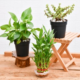Lohri Special Plants for Good Luck